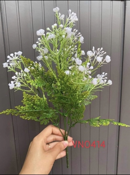 BỤI BIBI TRẮNG DƯƠNG XĨ