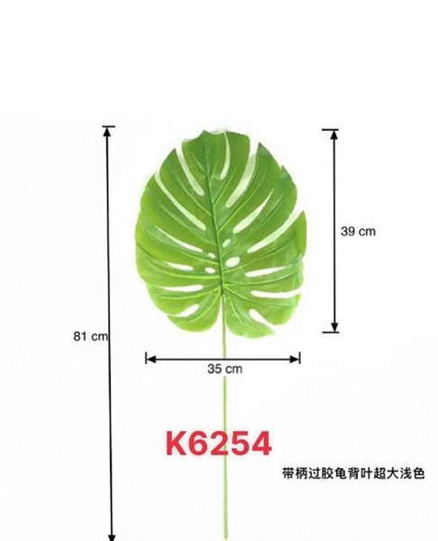 LÁ TRẦU BÀ RÁCH ĐẠI 80CM (40X35 ) K6254