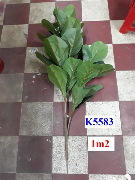 K5583 CÂY BÀNG Singapore 2N 1m2