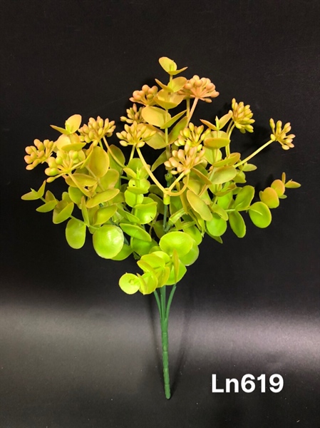 LN619 BỤI CỎ TAI VOI BÔNG SỐNG ĐỜI