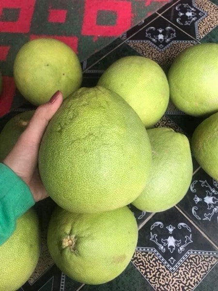 Bưởi trên 8 lạng