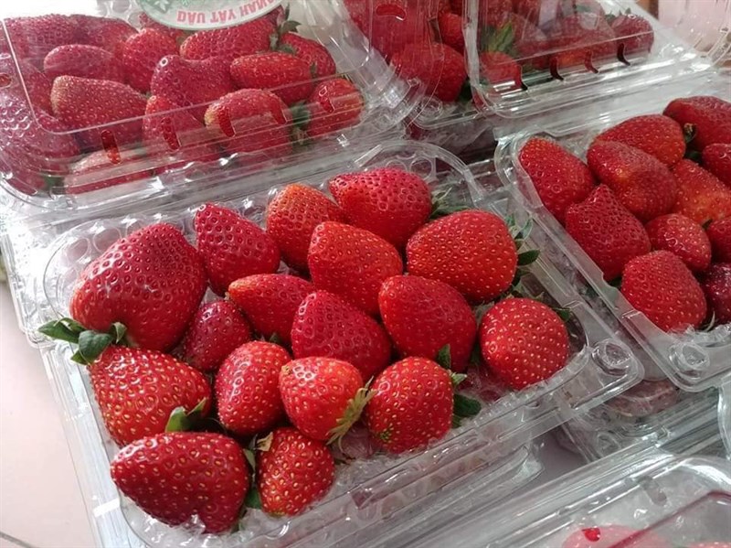 Dâu tây quả chín size đại ( 1hộp 500g )