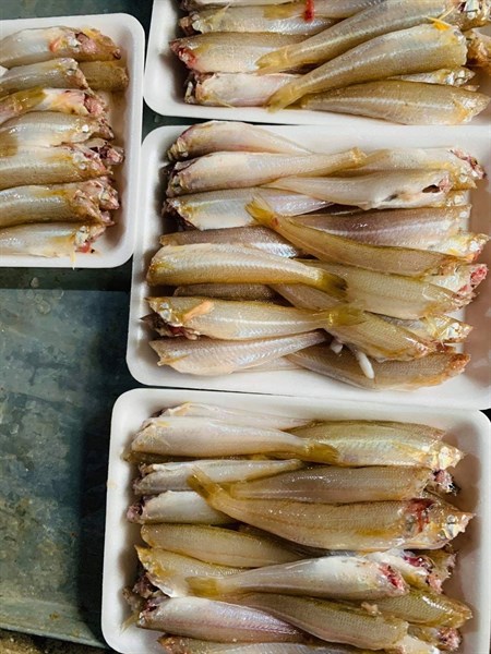 Cá bống đục