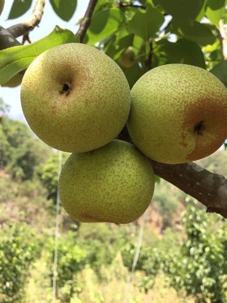 Lê tainung