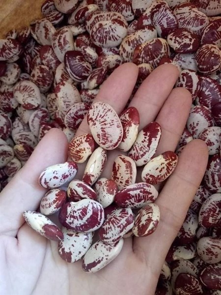 Đậu ngự ( 1 kg )