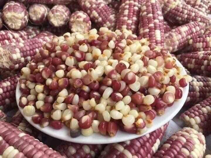 Ngô bung tây bắc