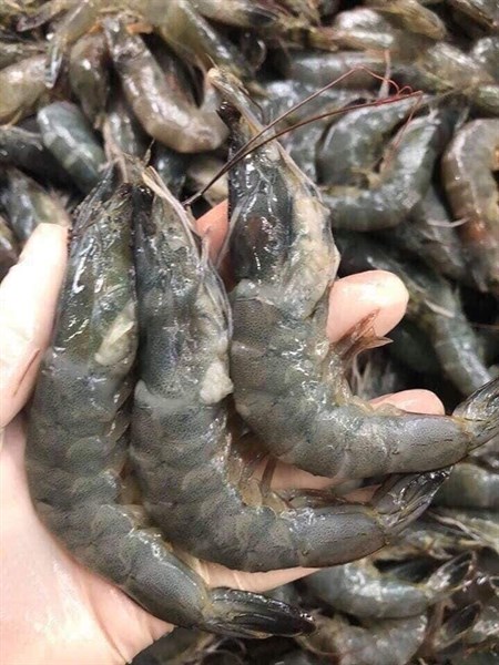Tôm lột ( 1 kg )