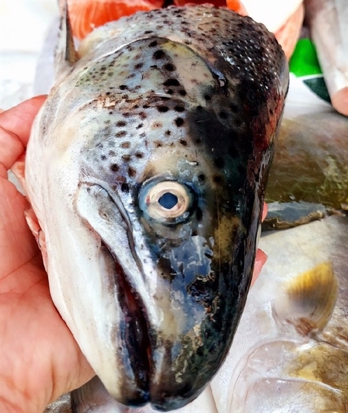 Đầu cá hồi Tươi