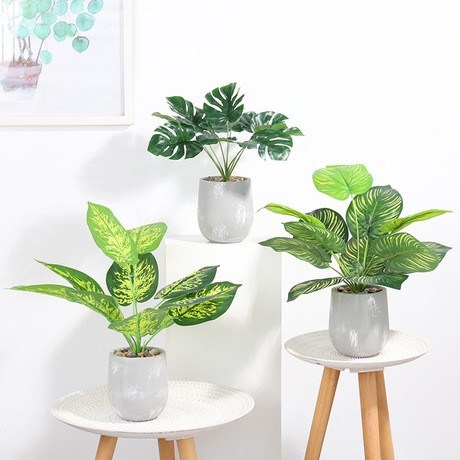 Cây thường xanh, dưa hấu chậu xi (d88)