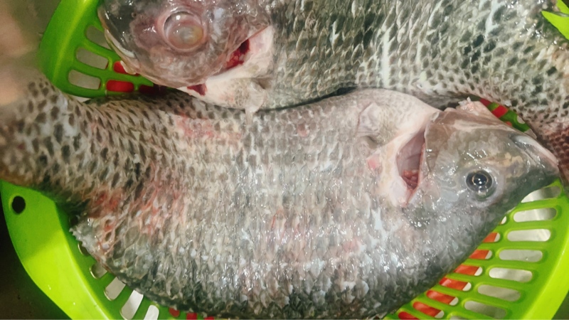 Cá Rô Phi Sông Nguyên Con Làm Sạch