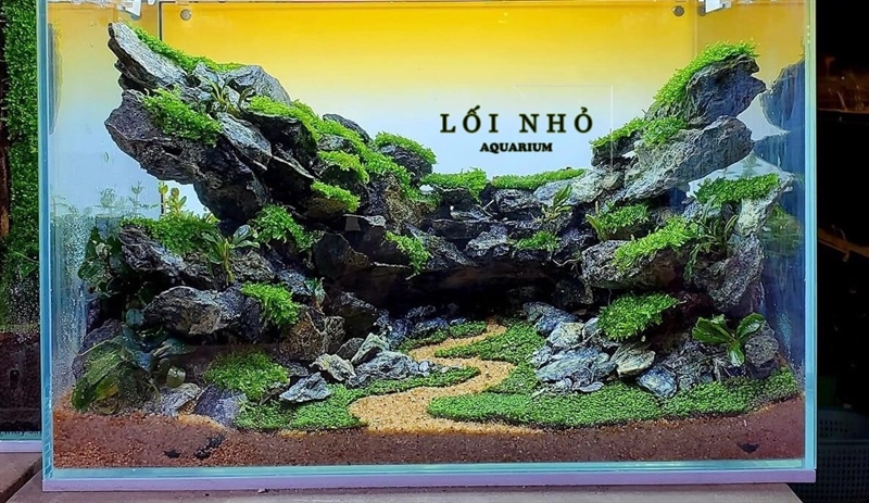 COMBO Hang Đá (gồm đèn, lọc, hồ + thiết kế, quạt, hẹn giờ)