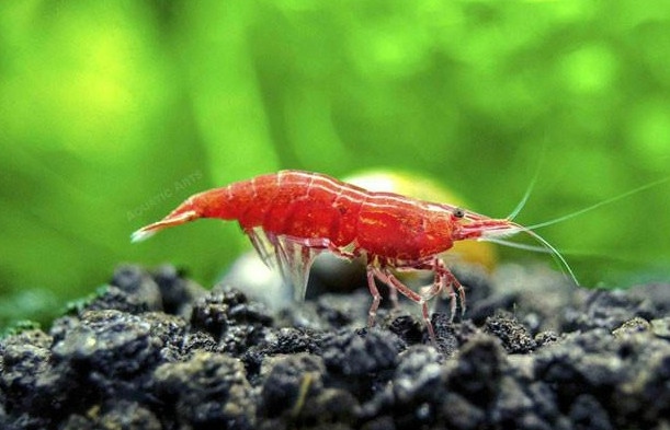 Combo Tép SRC (Mua 10 Tặng 2)