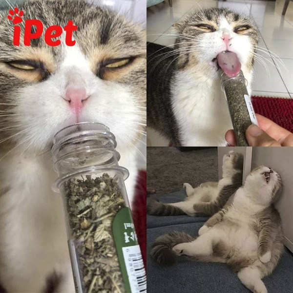 Cỏ mèo ống Taotao 20g