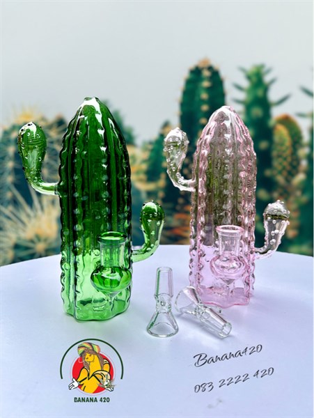 Bongs Cây Xương Rồng 🌵🌵
