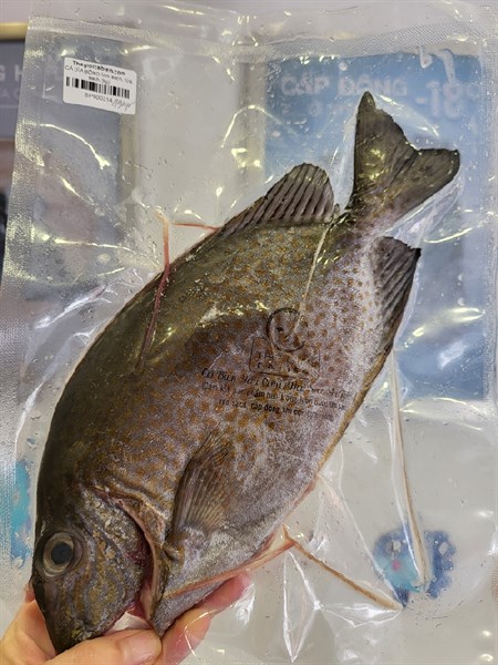 CÁ DÌA BÔNG con lớn- làm sạch