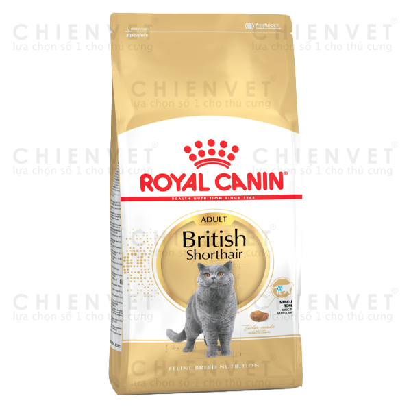 British Shorthair 2kg