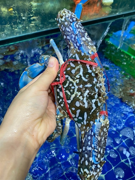 Ghẹ Xanh Quảng Ninh Loại 2