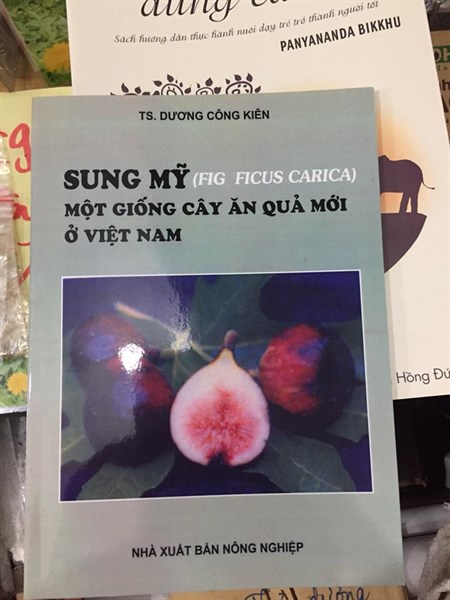Sung Mỹ - Một giống cây ăn quả mới
