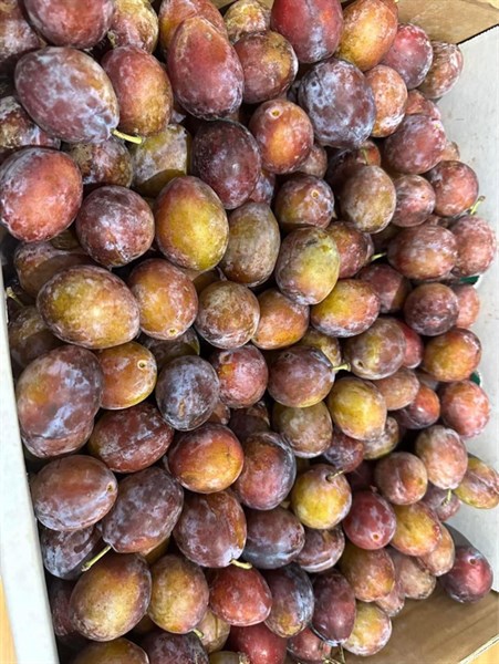 Mận Đen Úc