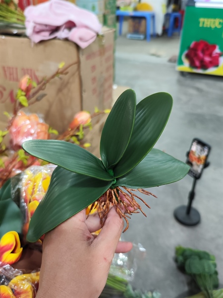 LÁ LAN HỒ ĐIỆP