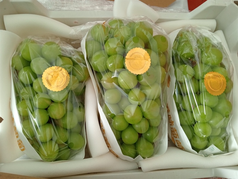 Nho mẫu đơn xuất Nhật - Muscat grape