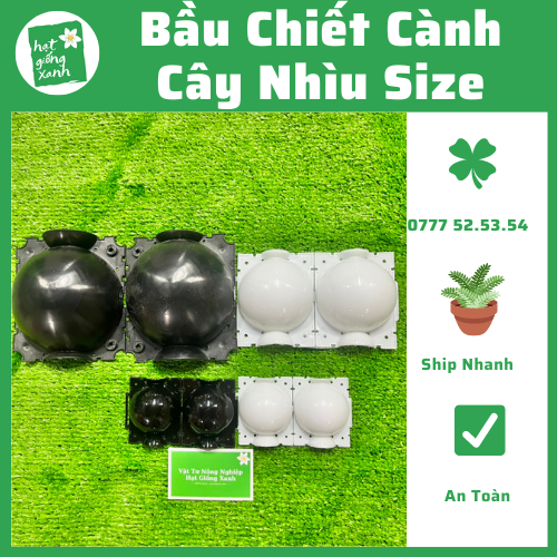 Bầu Chiết Cành Trắng - Đen 7cm