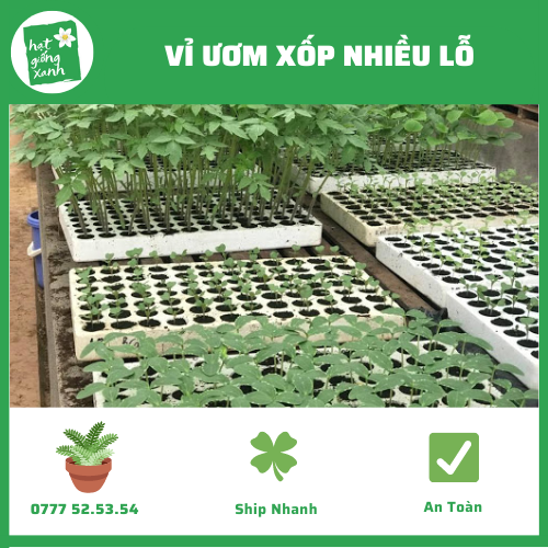 Vỉ Ươm Xốp 84 Lỗ