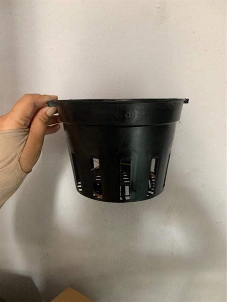 Chậu lan đen 1 tấc